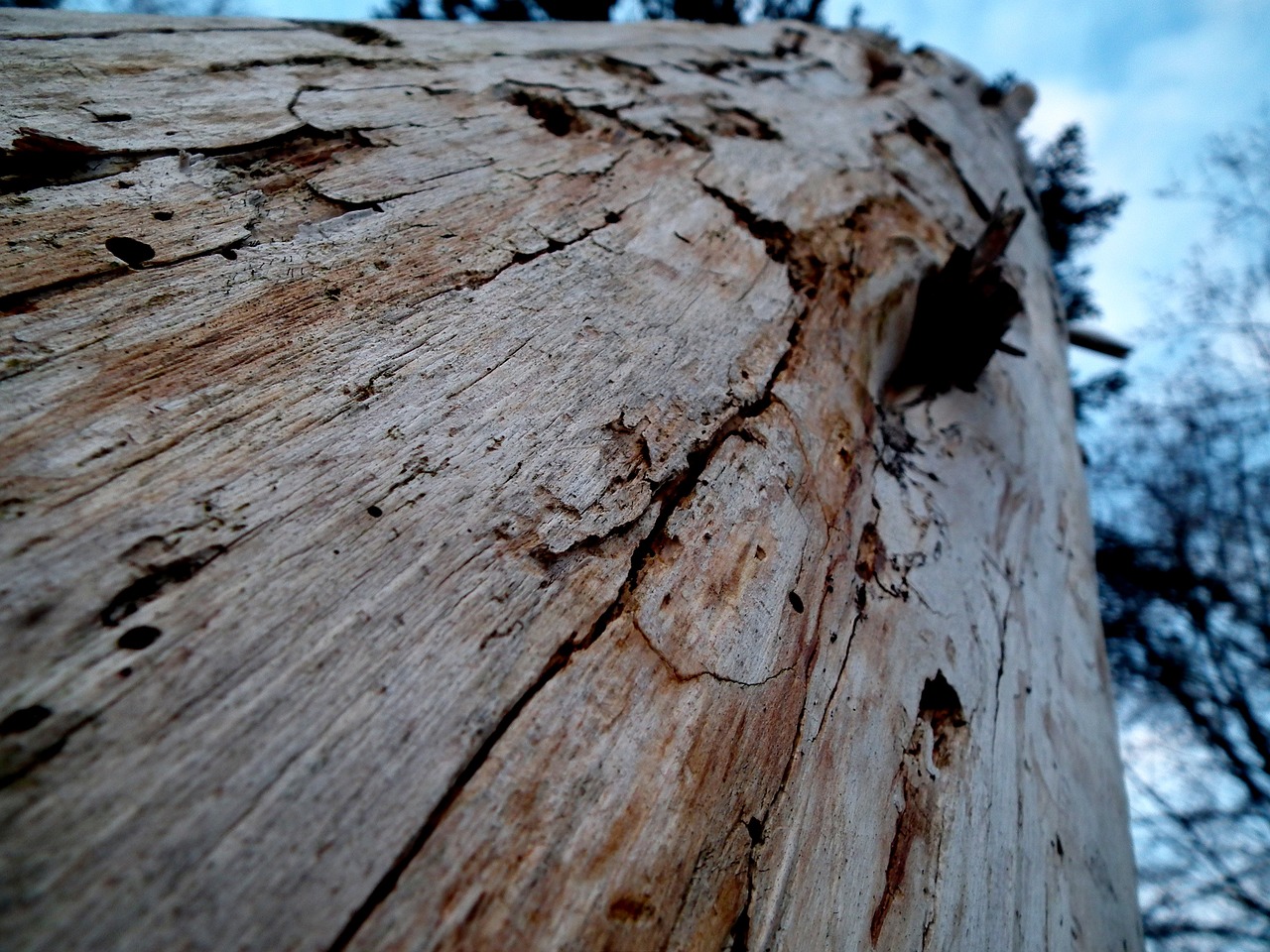 tree trunks wood forest free photo