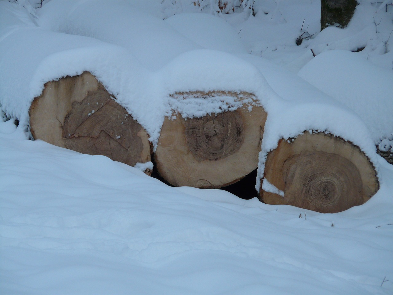 tree trunks wood winter free photo