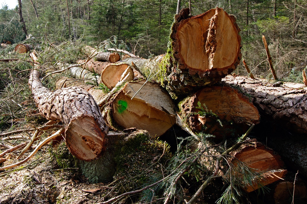 tree trunks lumber pine free photo