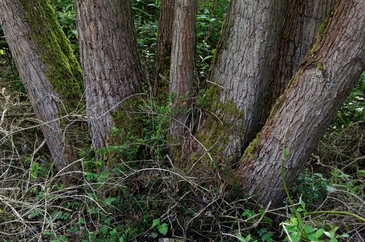 tree trunks nature bark free photo