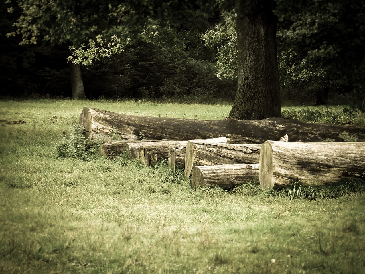 tree trunks trees stacked free photo