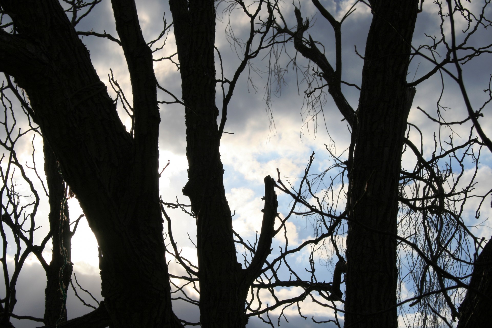 trees trunks branches free photo