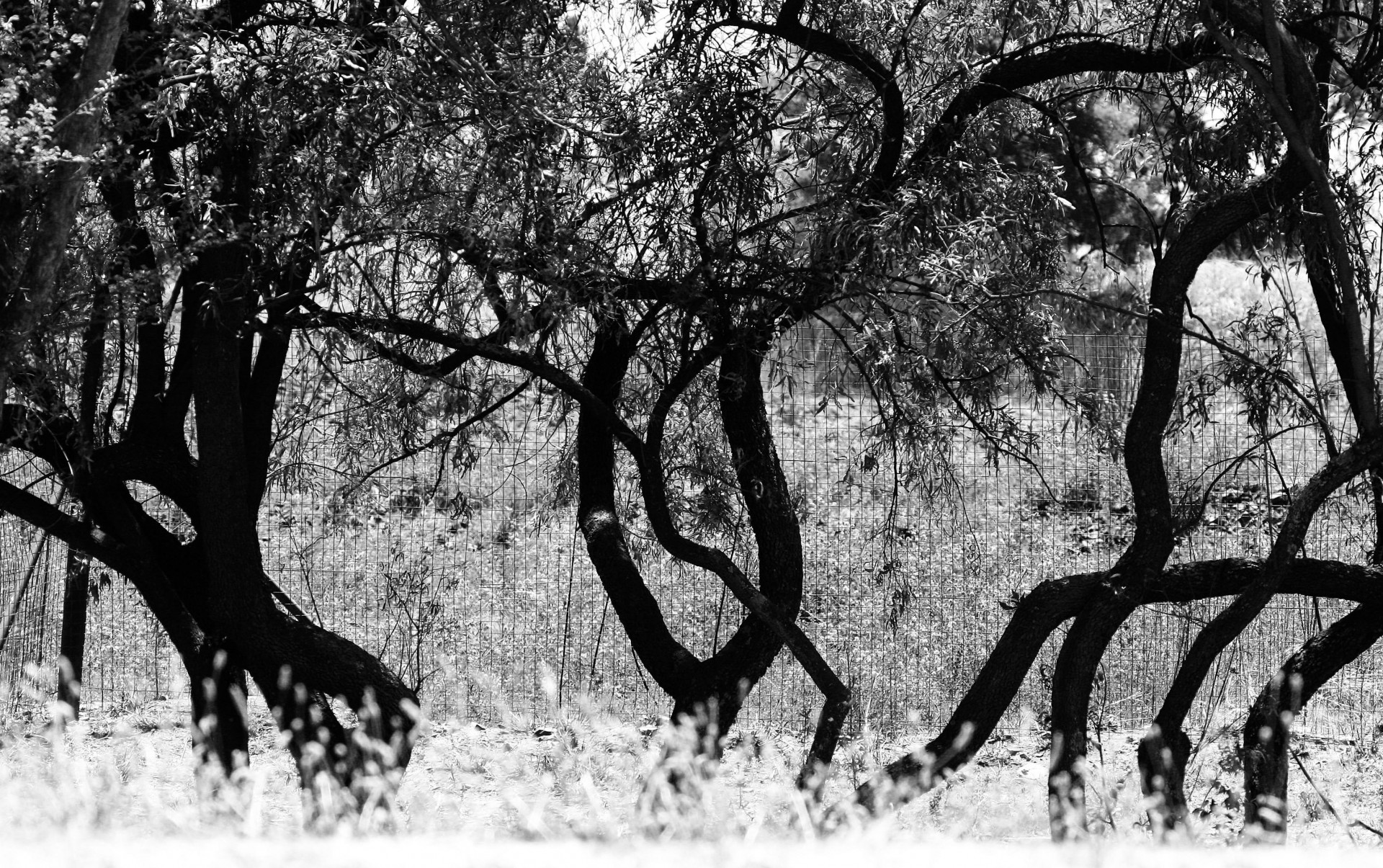 trunks black white free photo