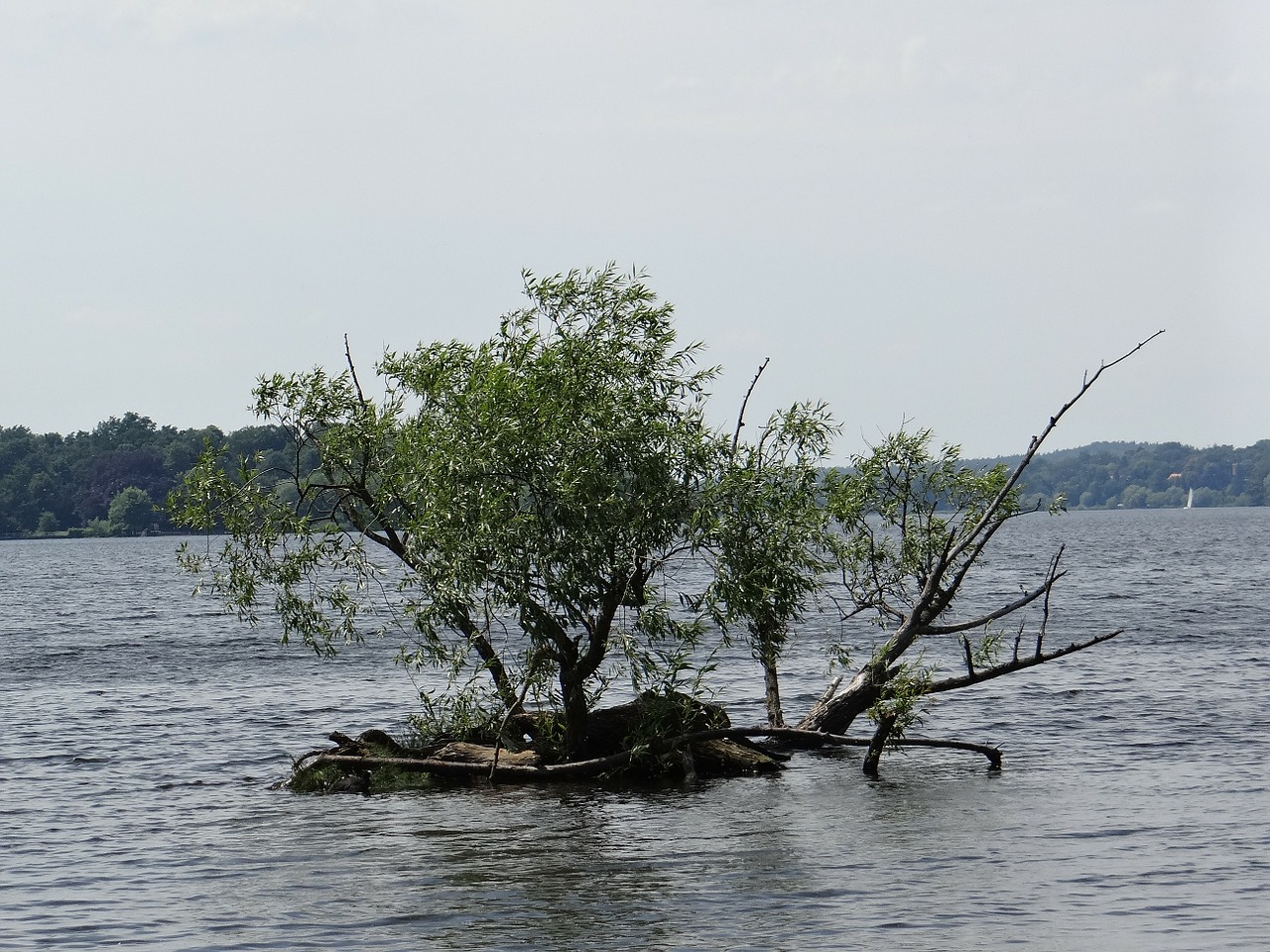 tree under water forces of nature lake free photo
