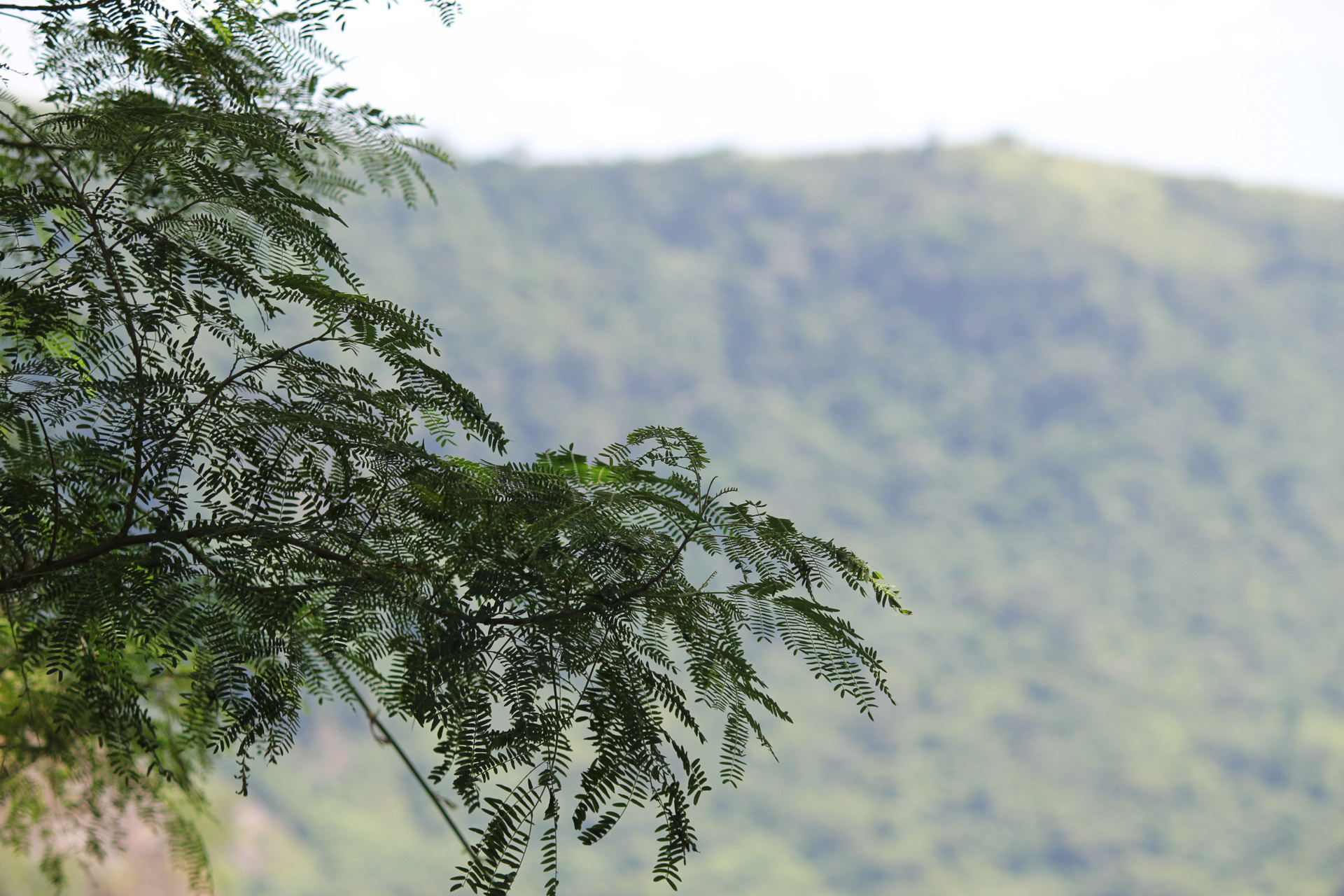 tree vines oblong leaves tiny leaves free photo