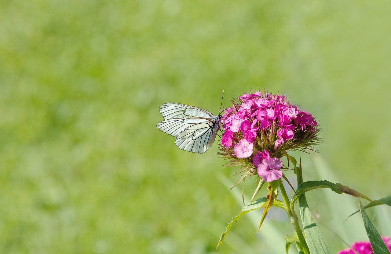 tree-white ling butterfly white ling free photo