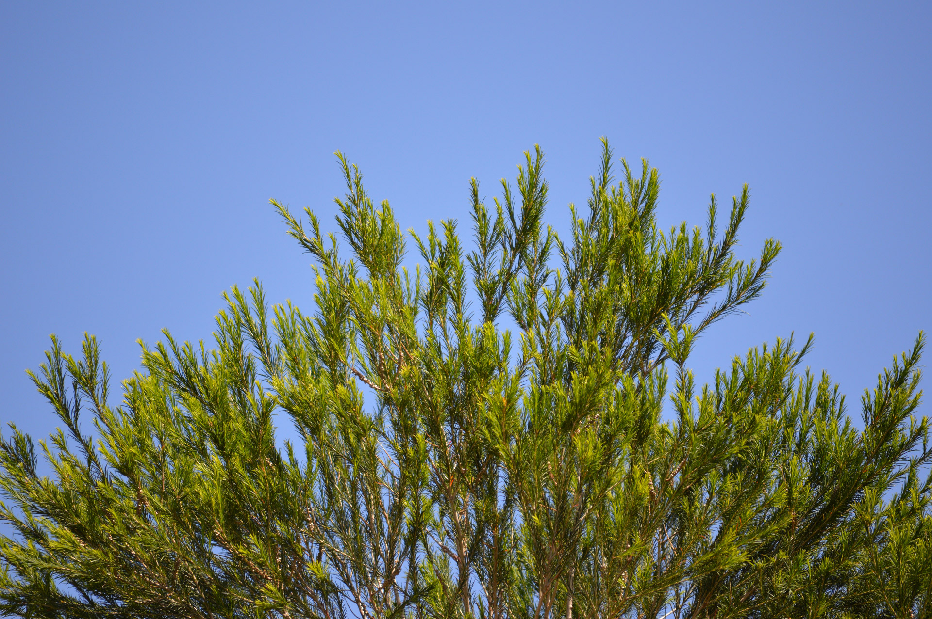 tree sky blue free photo