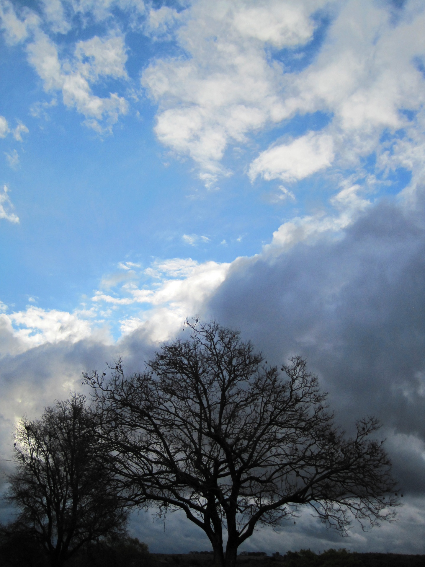 tree bare dark free photo