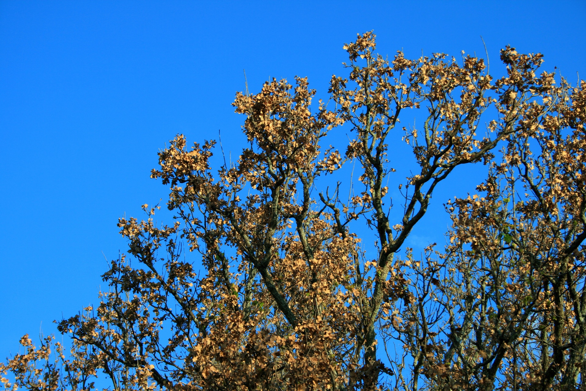 sky blue tree free photo