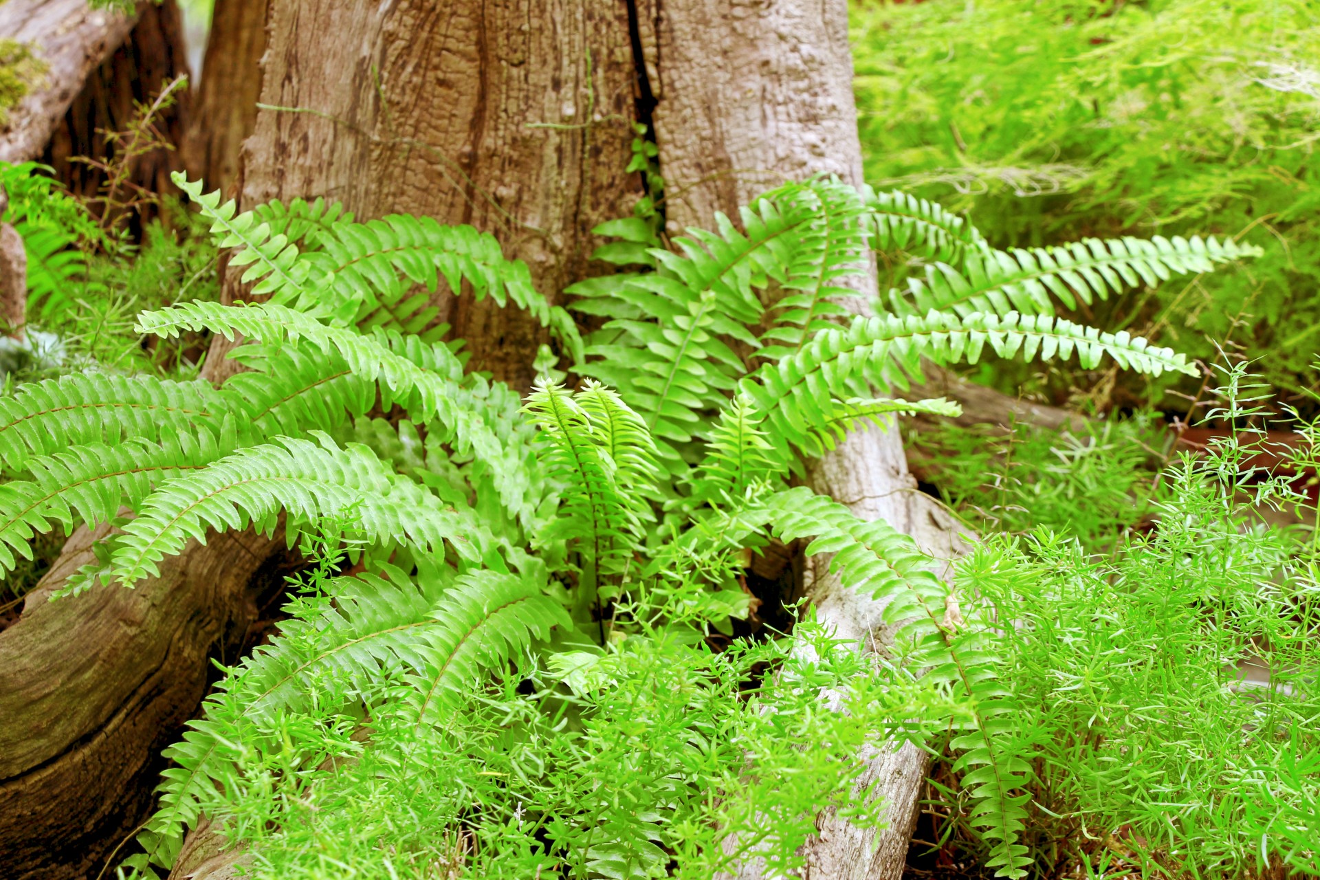fern ferns green free photo