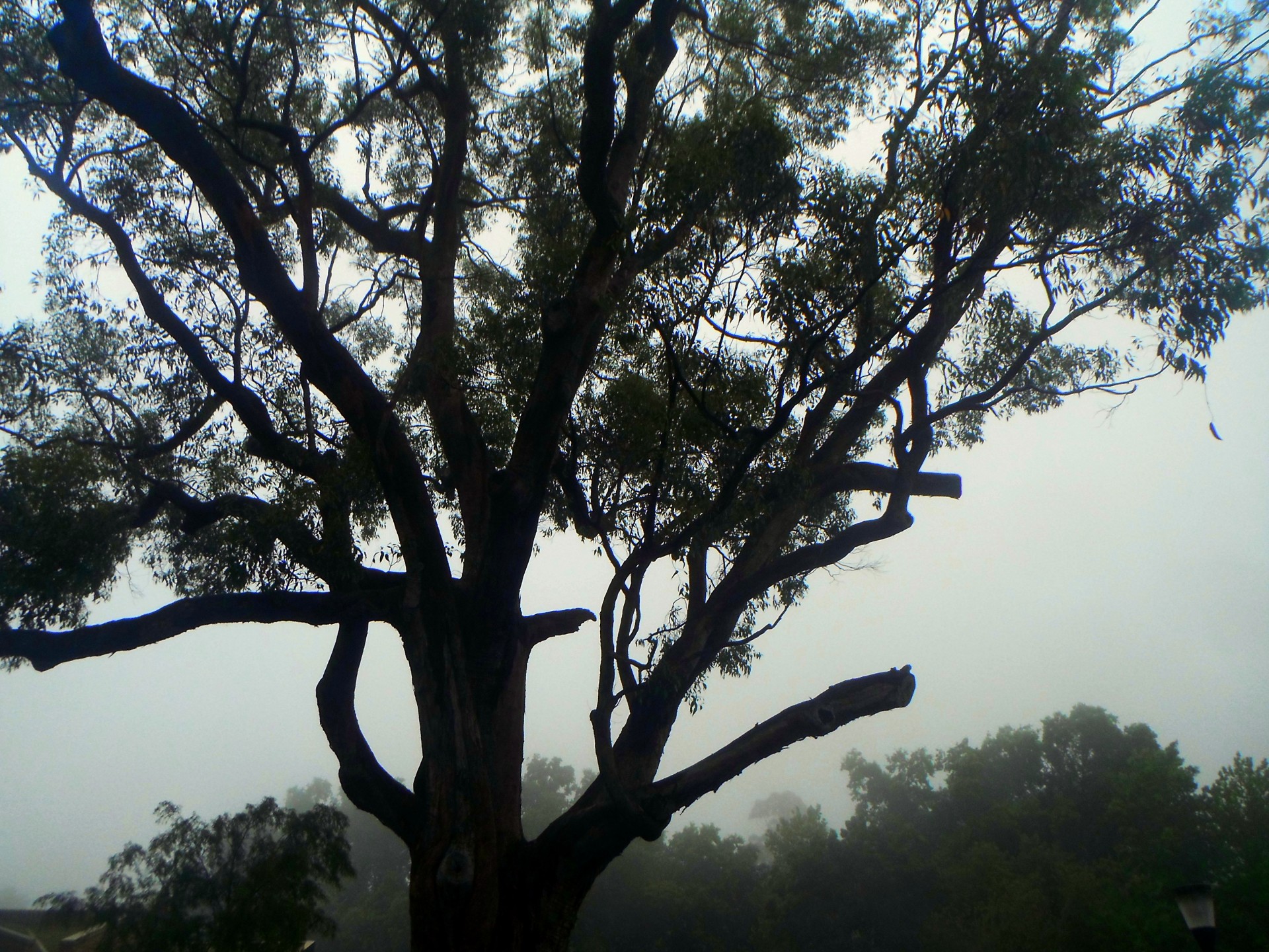 tree sky fog free photo