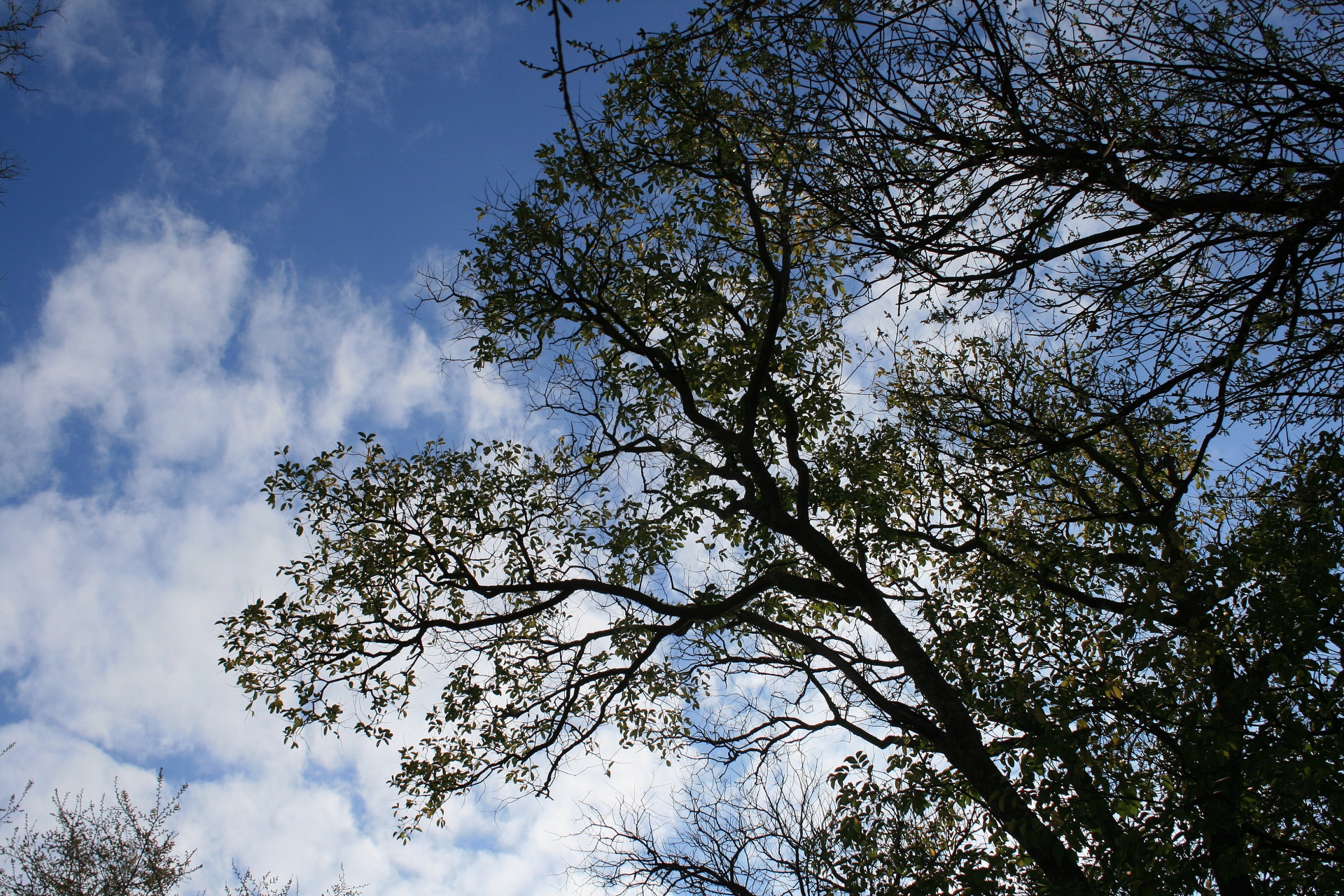 sky cloud tree free photo