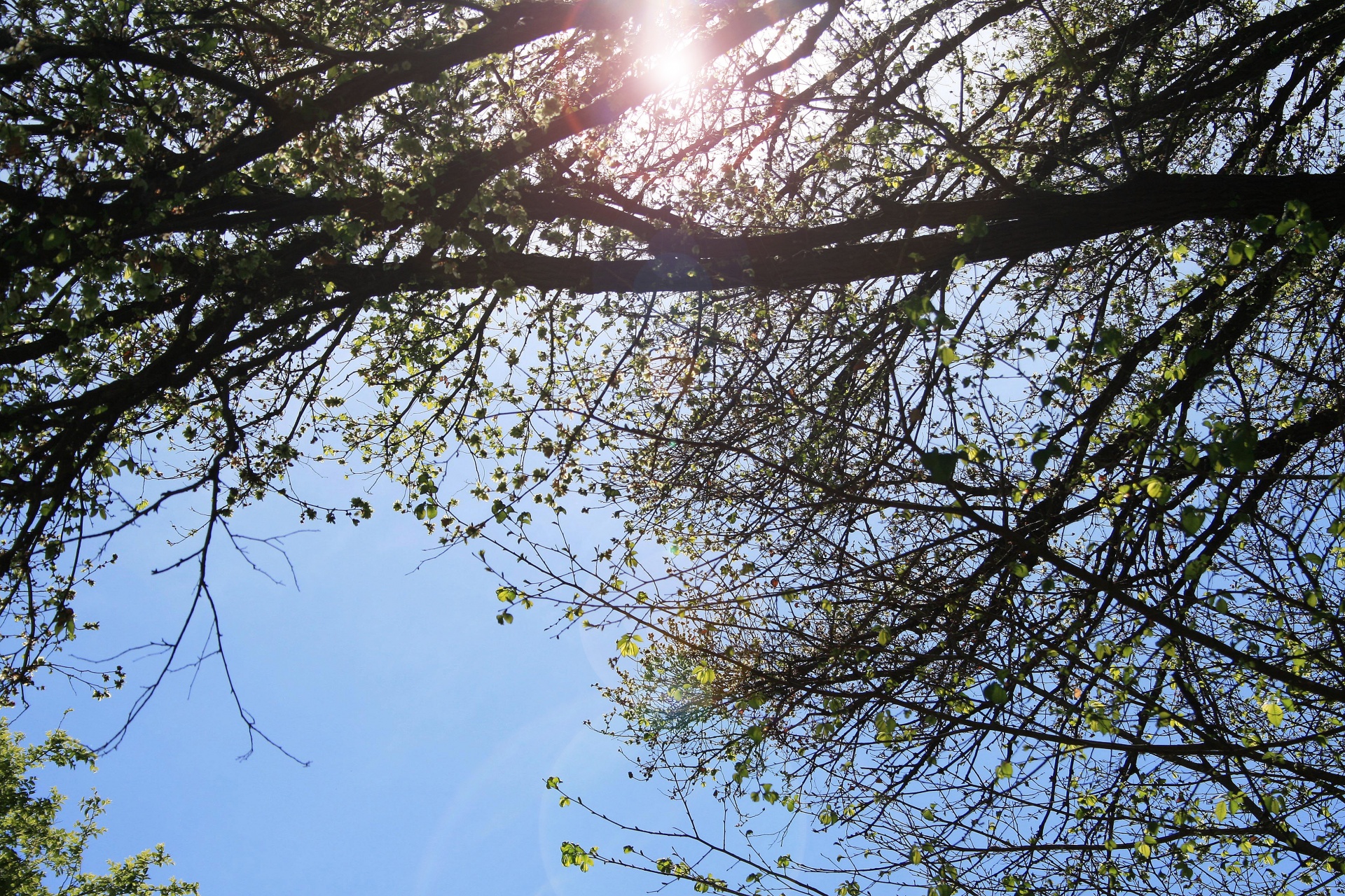 tree leaves sky free photo