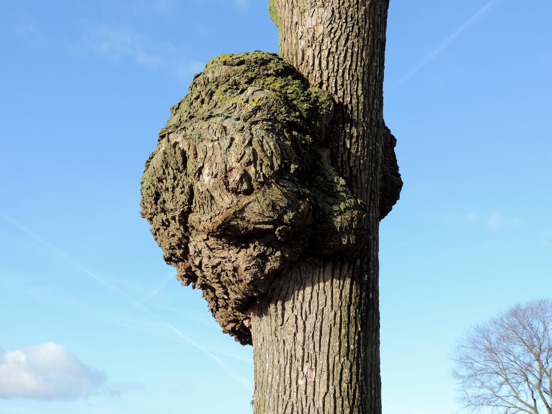 tree knot nature free photo