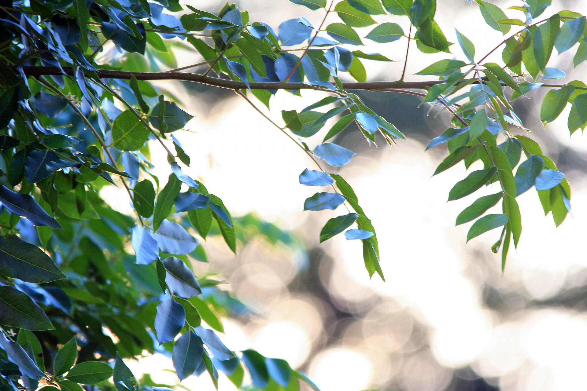 tree leaves compound free photo