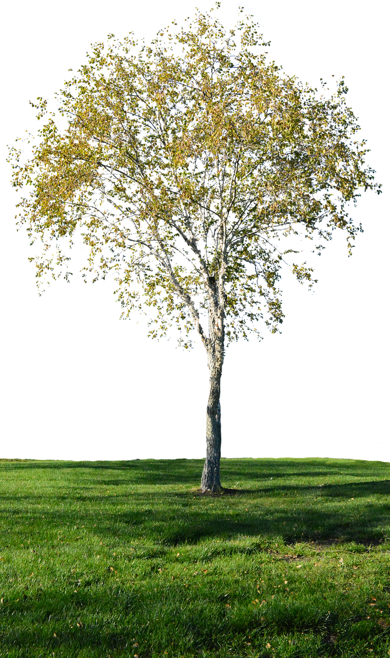 tree with no background  grass  landscape free photo