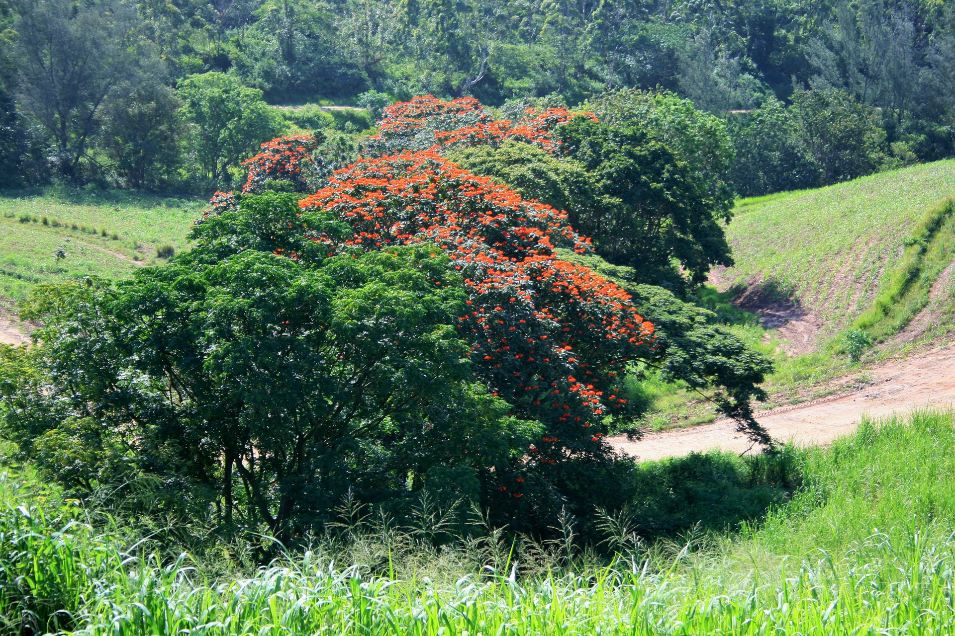 flowers red flamboyant free photo