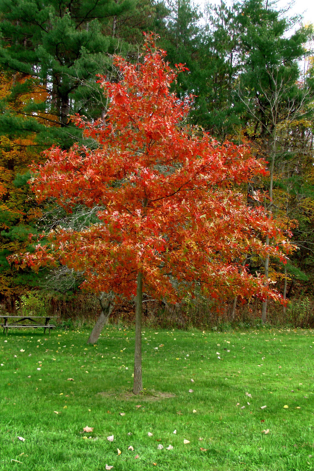 tree red leaves free photo