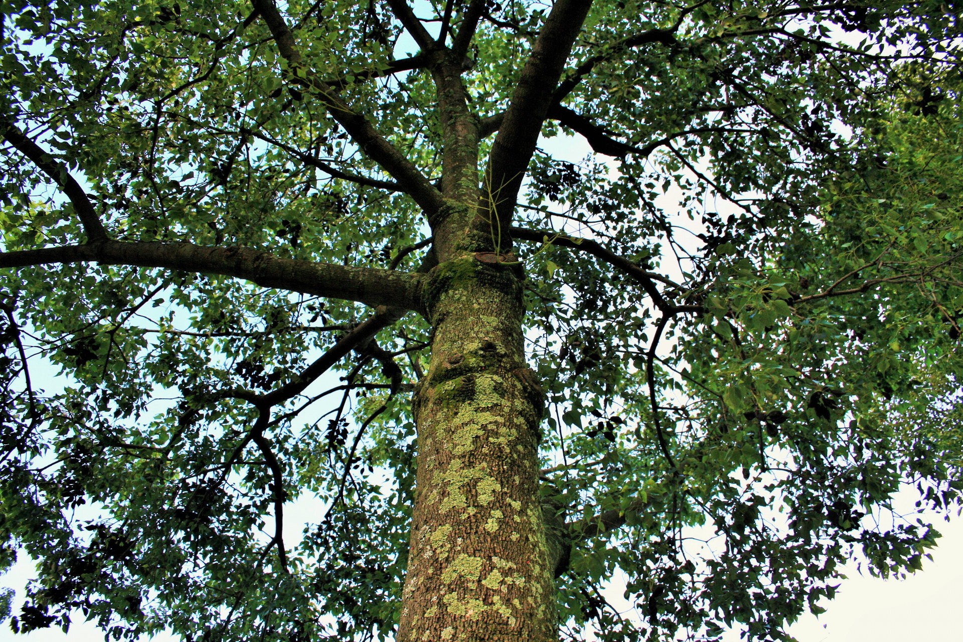tree tall foliage free photo