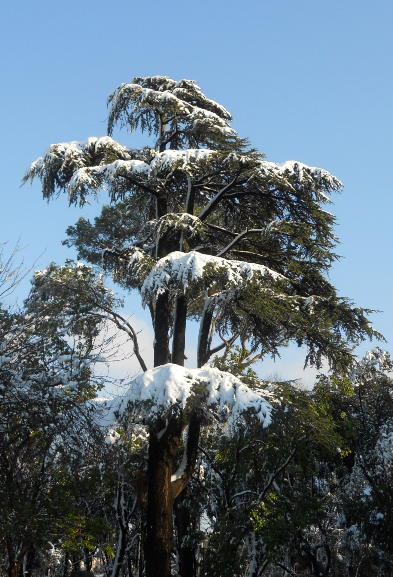 tree pine snow free photo