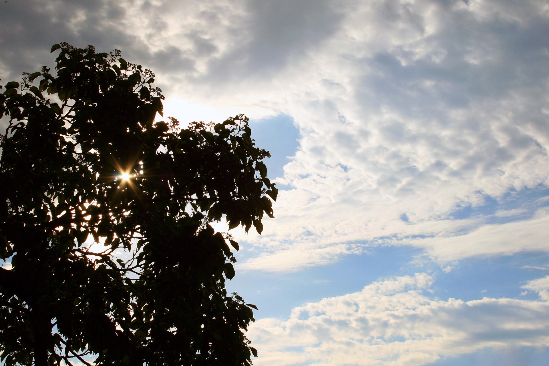 sky clouds tree free photo