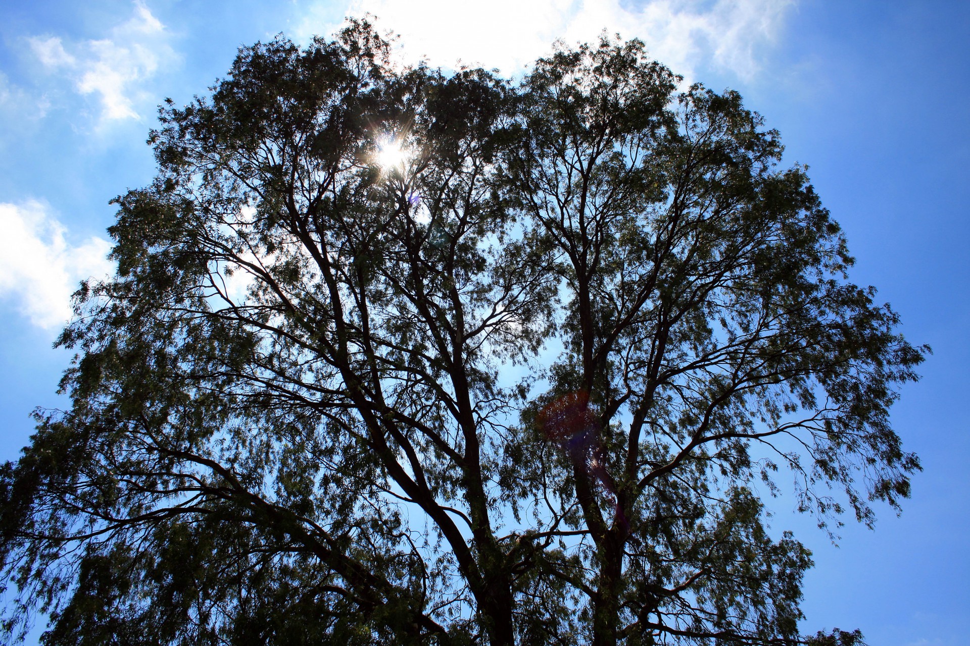 tree eucalyptus sky free photo