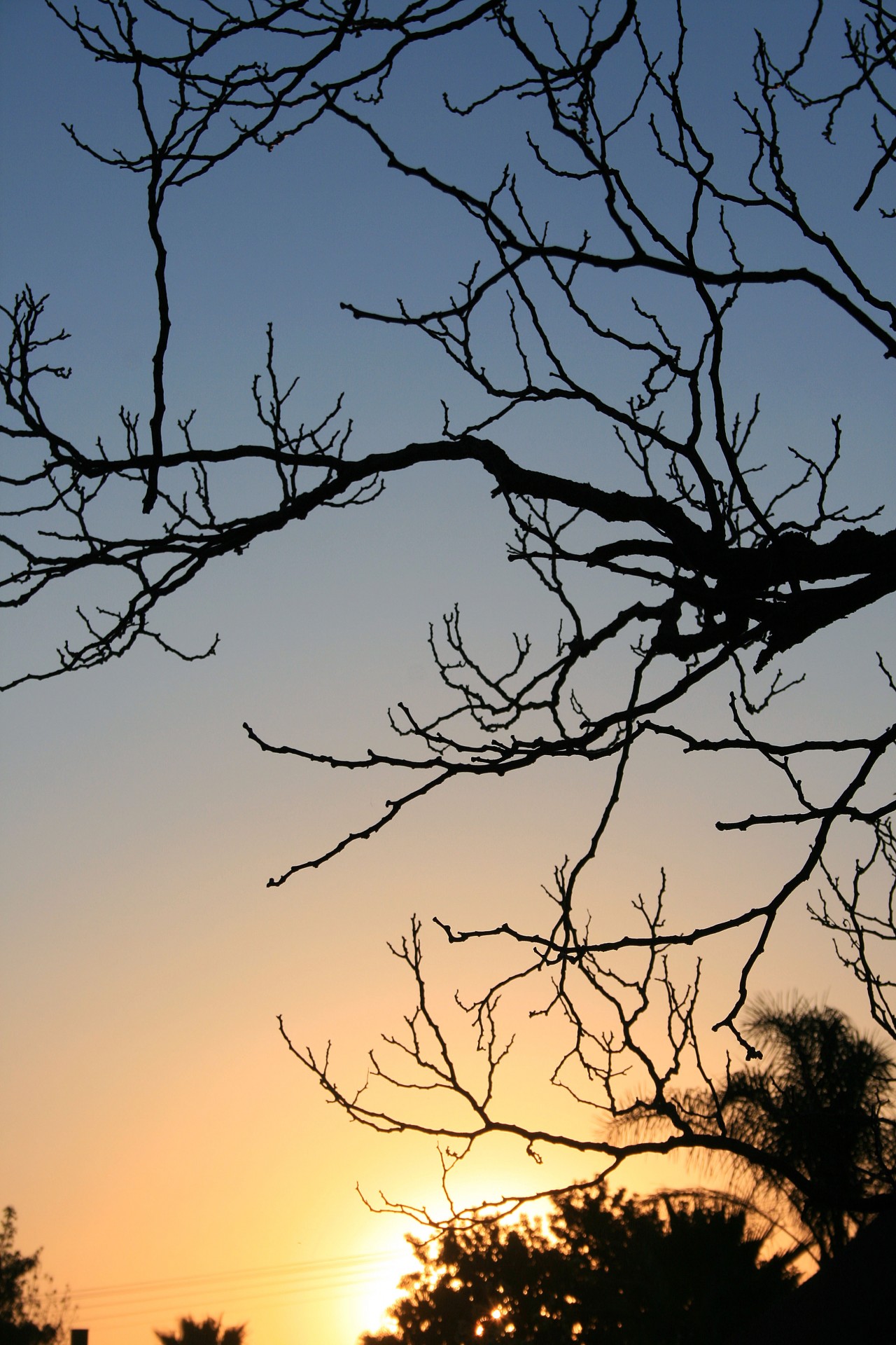 tree twigs black free photo