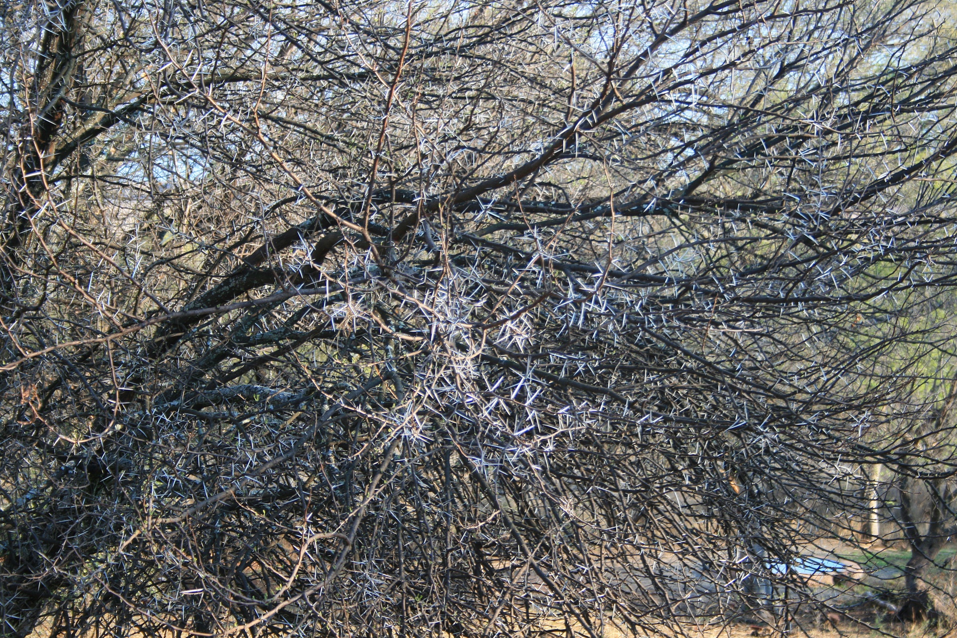 tree bush thorns free photo
