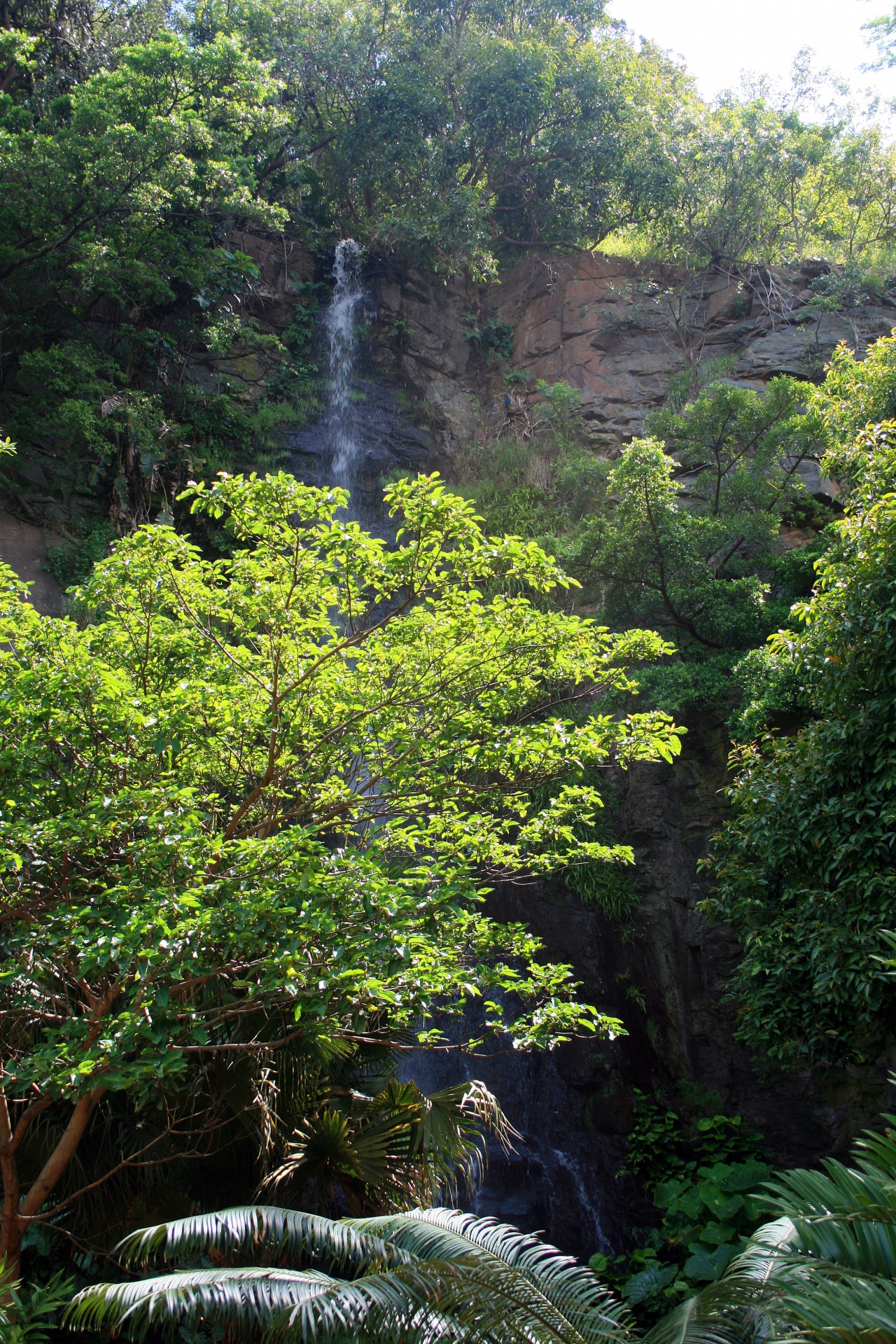 garden tree waterfall free photo