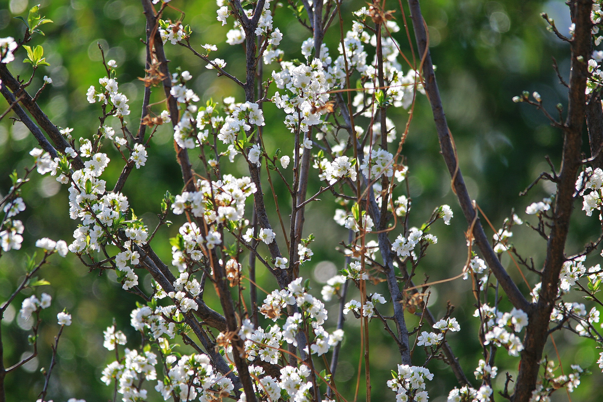 tree blossoms flowering free photo