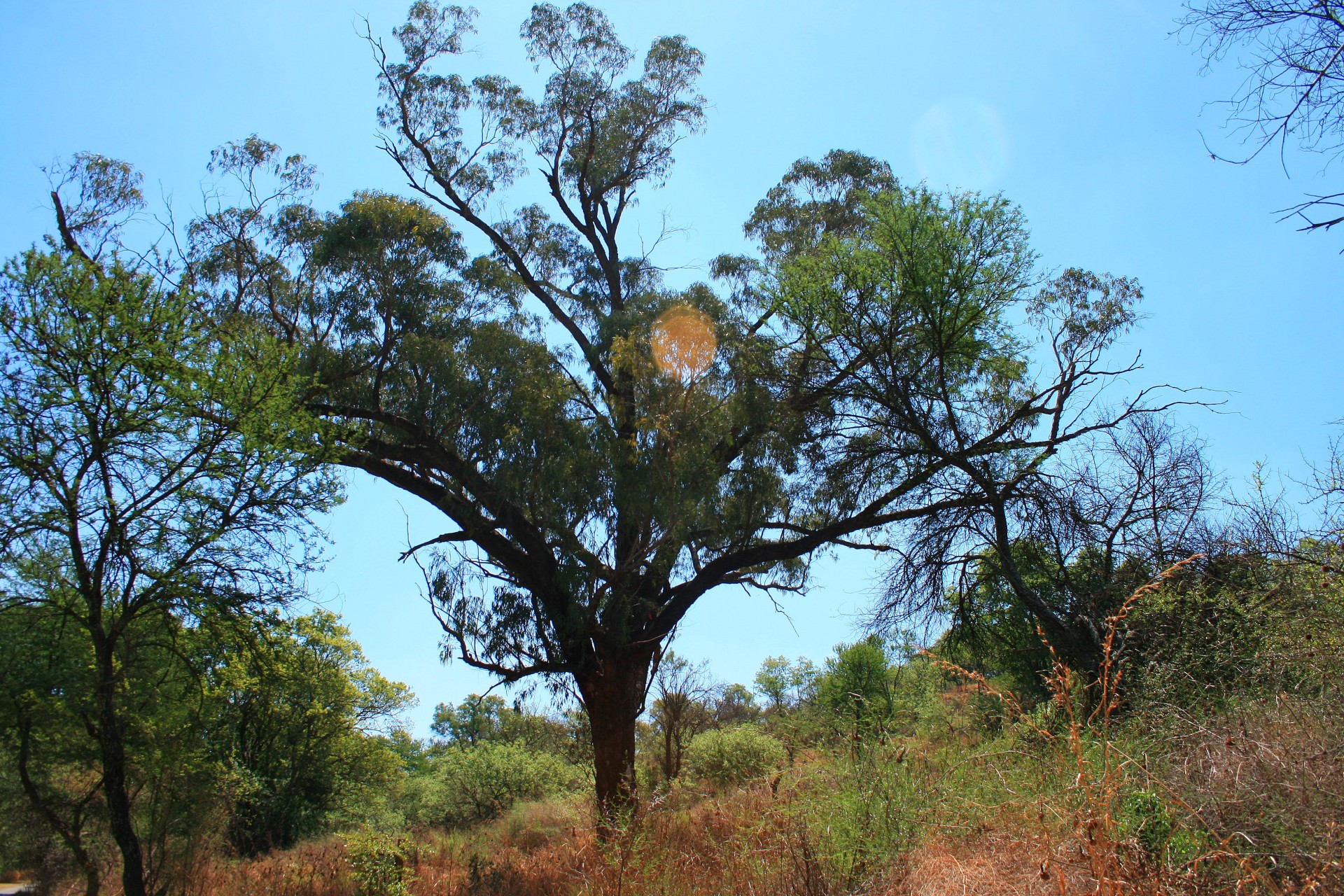 tree veld habitat free photo