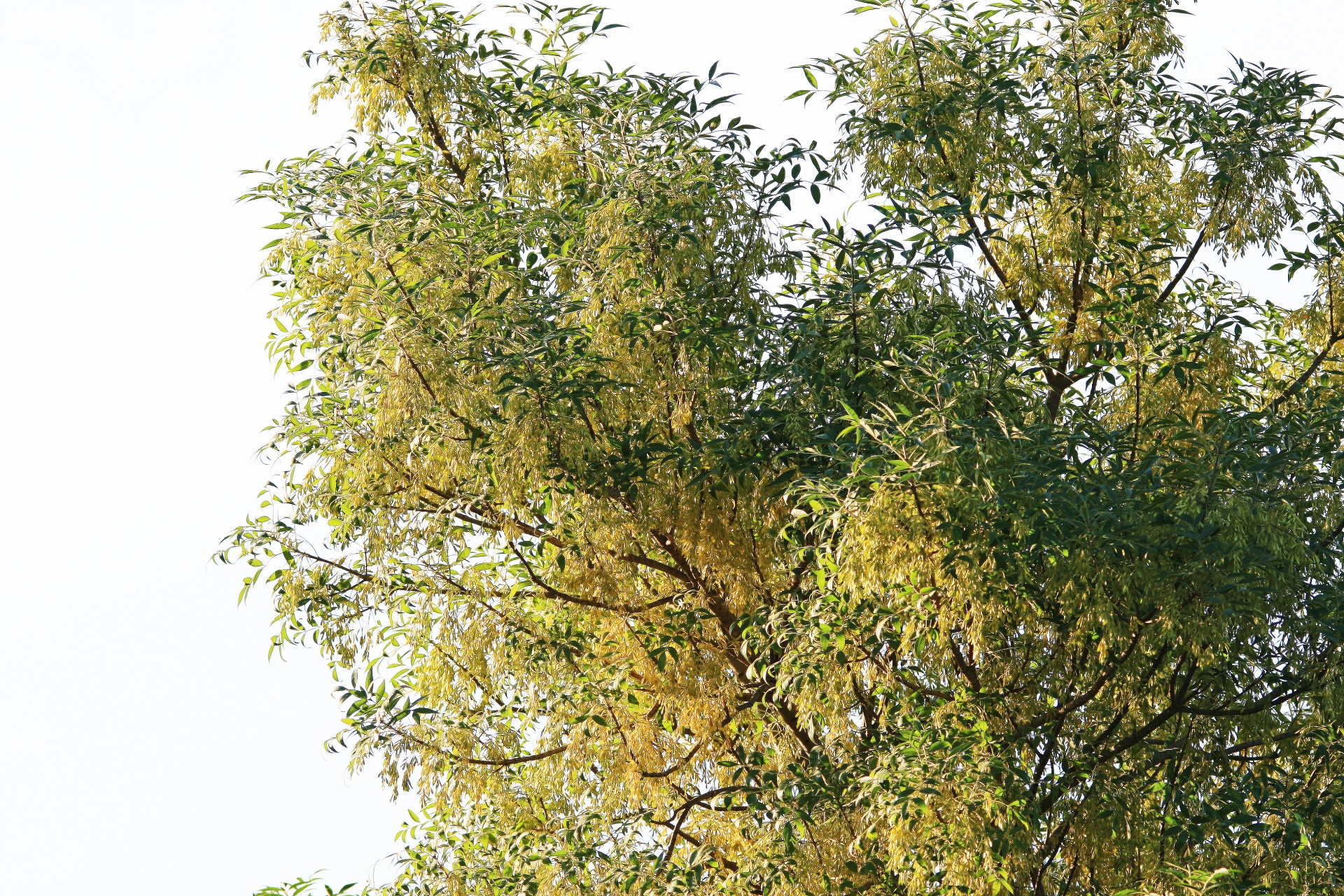 tree leaves yellow free photo