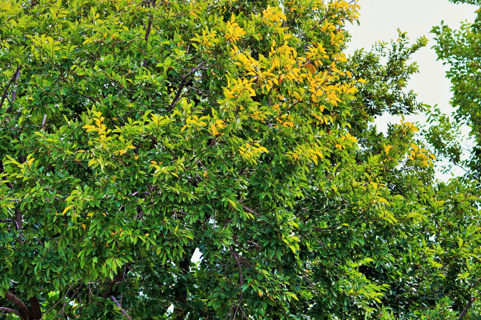 trees leaves foliage free photo