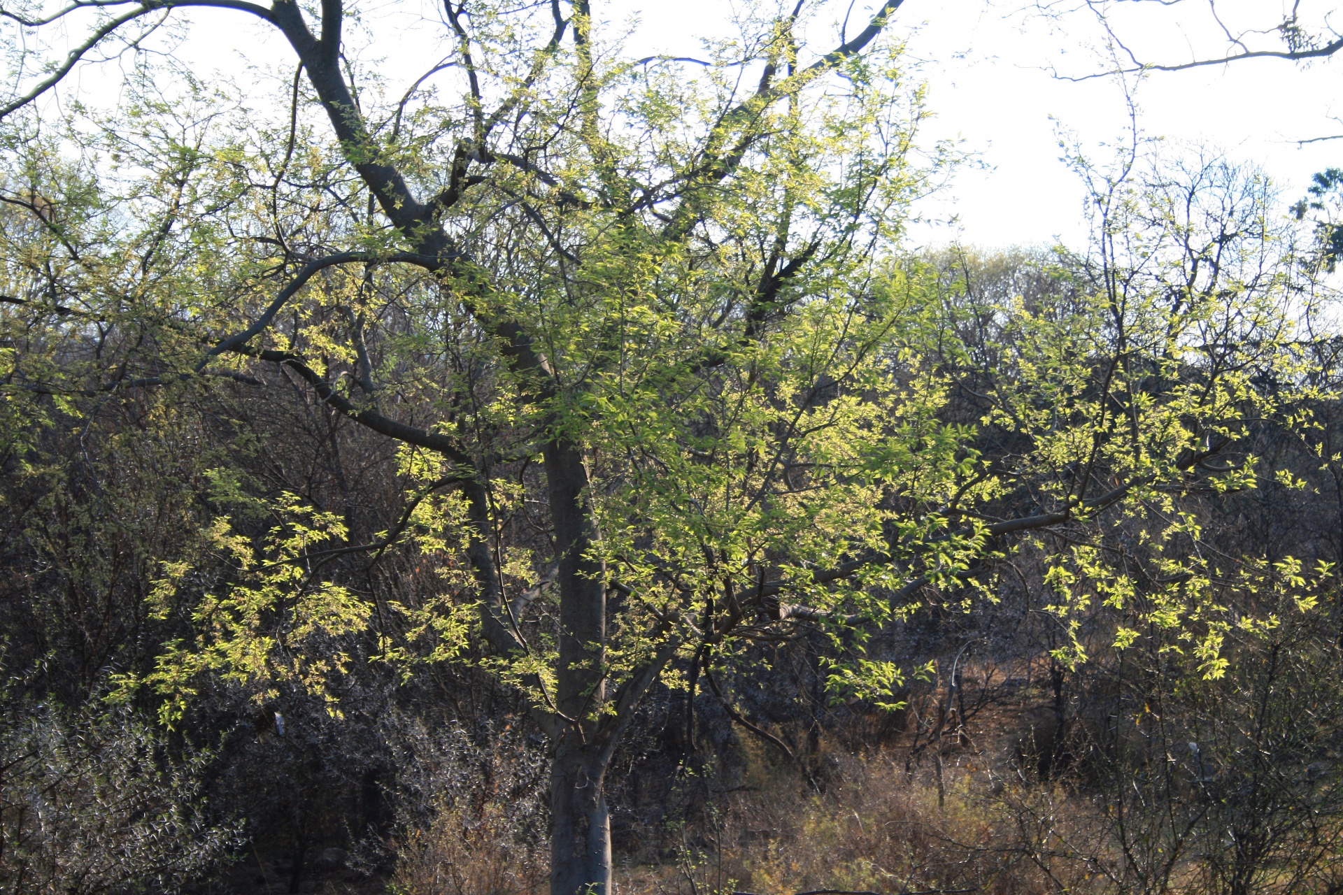 tree summer leaves free photo