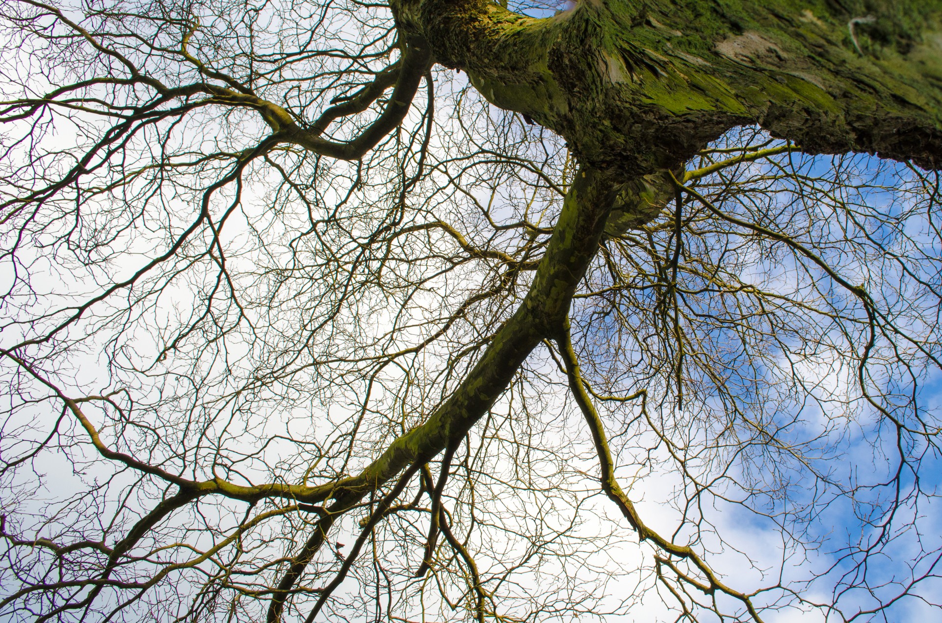 afternoon blue bough free photo