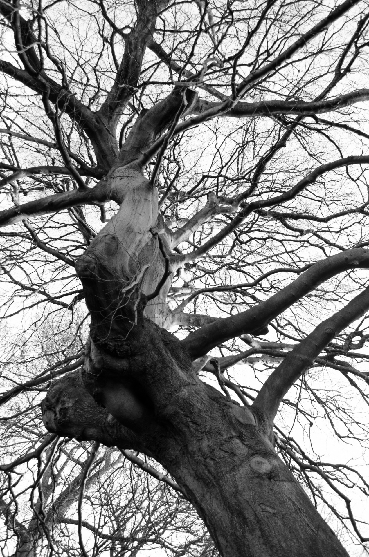 tree trees dark free photo