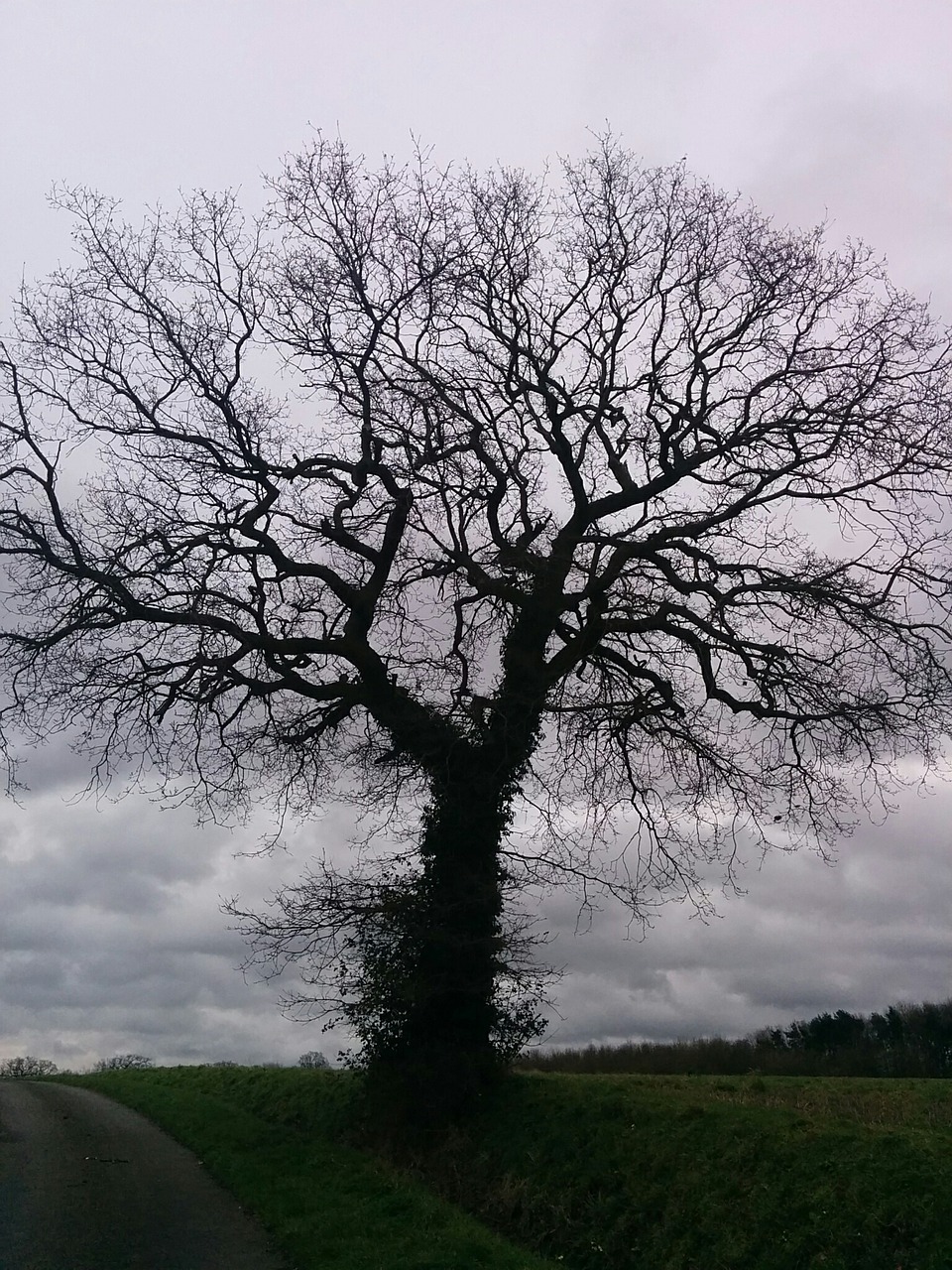 tree without leaves autumn field free photo