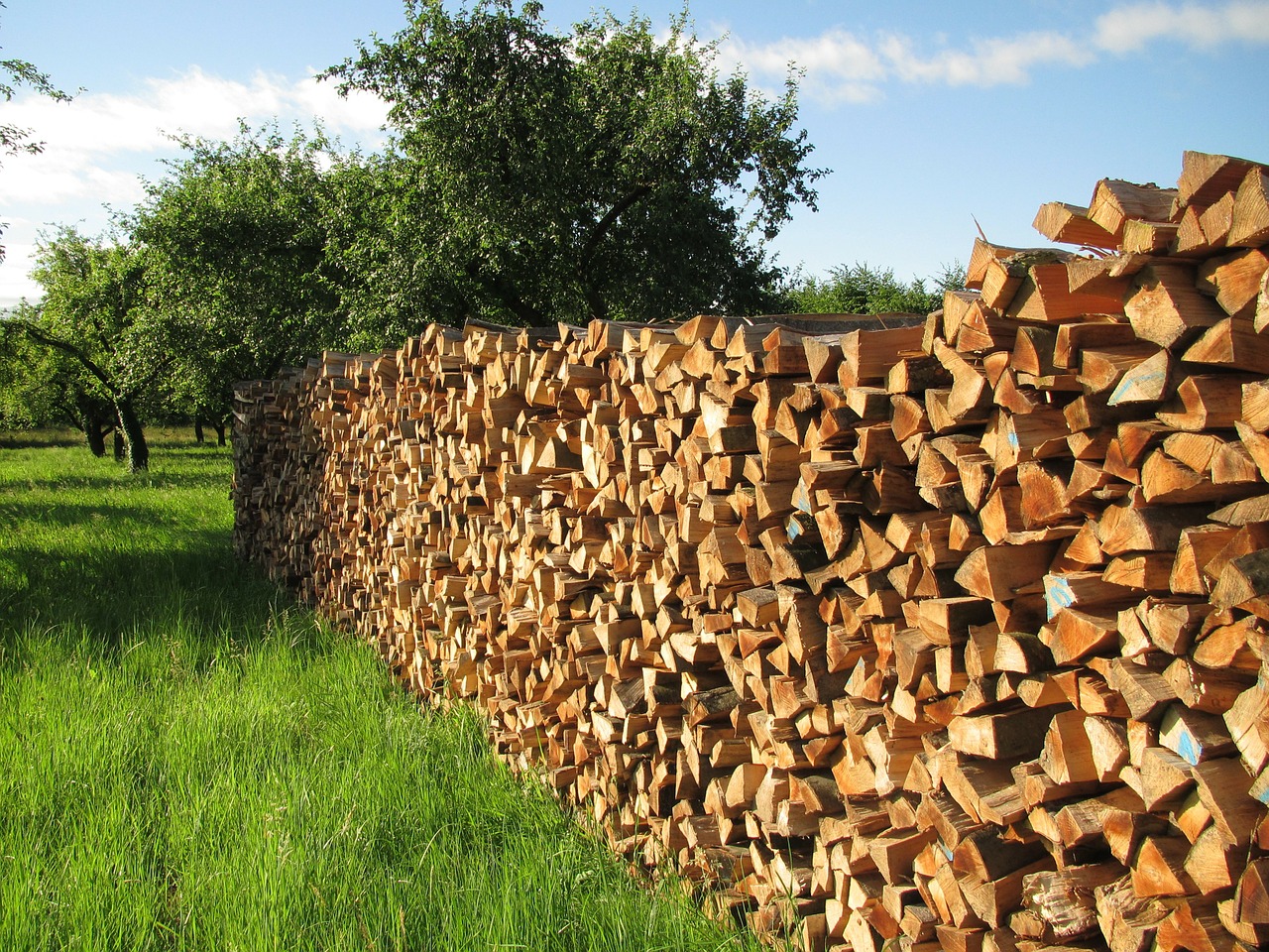 tree wood firewood wood free photo