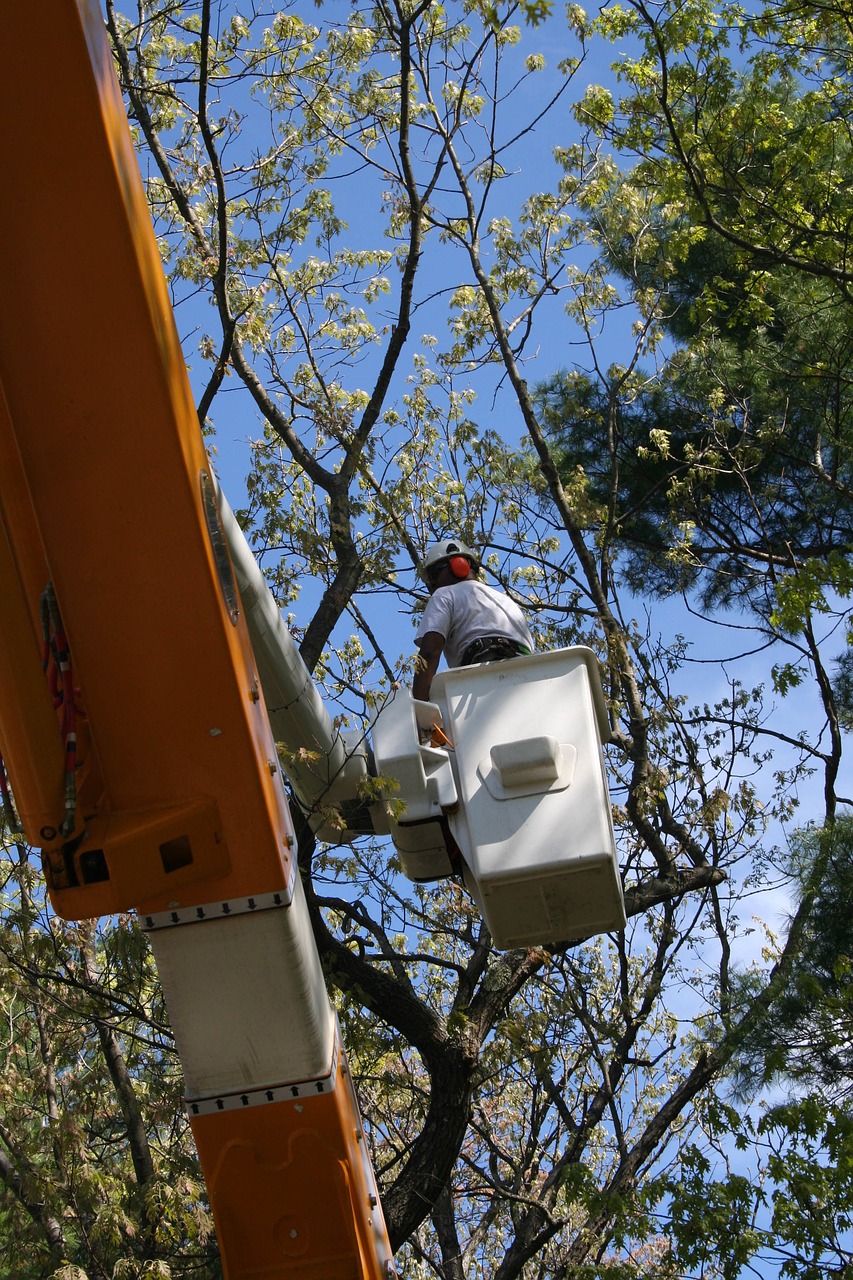 Working tree. Рабочие на деревьях.