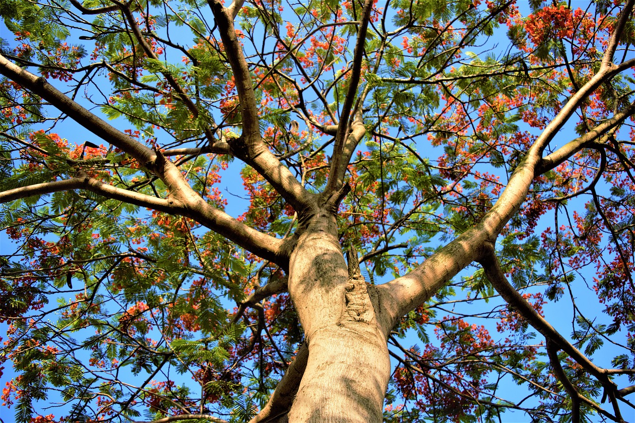 tree worship phoenix flower light free photo