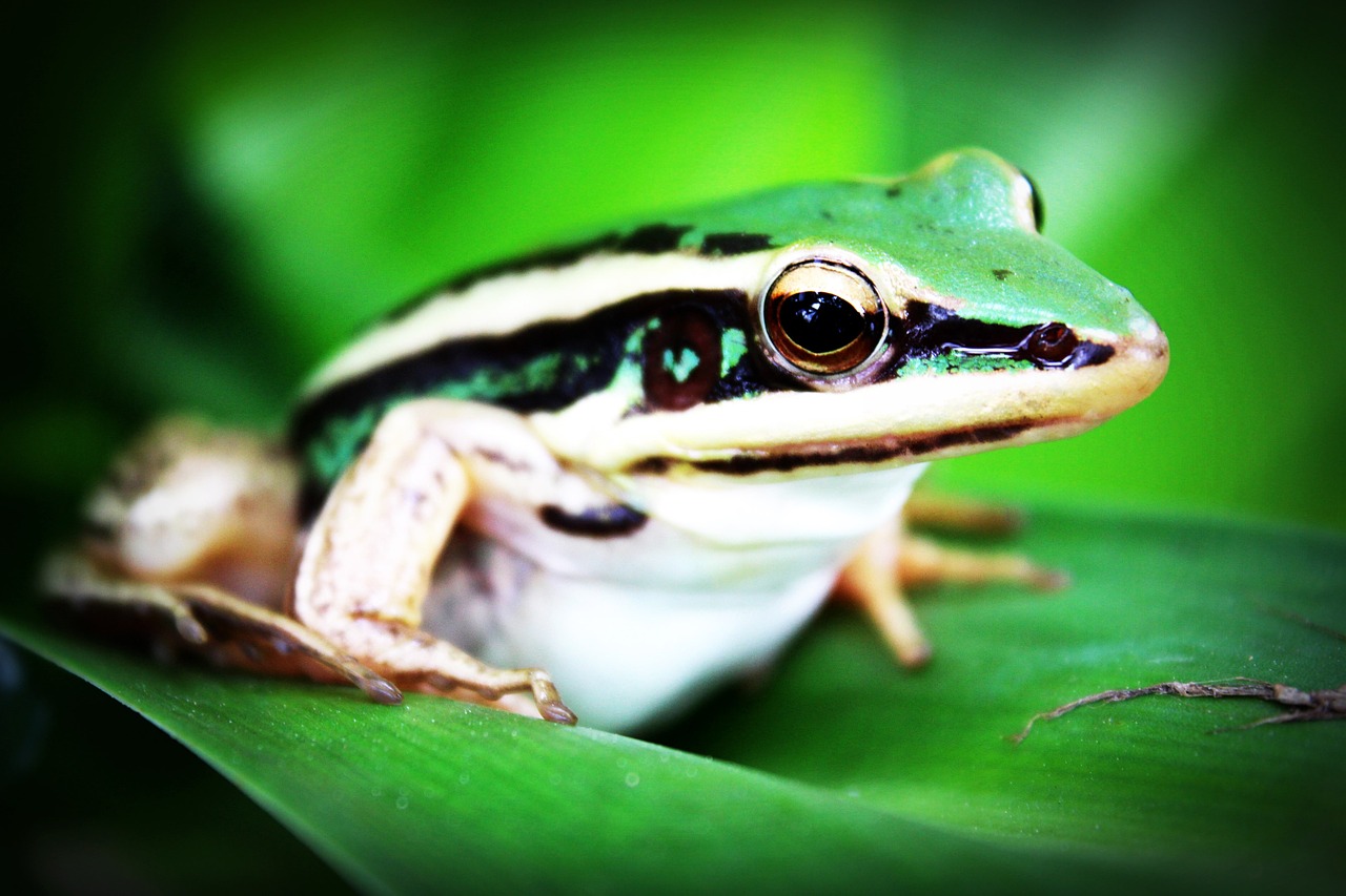treefrog amphibian frog free photo