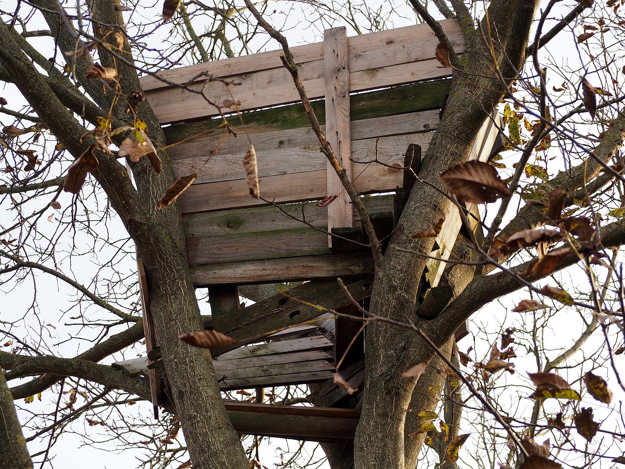 treehouse weathered wood free photo