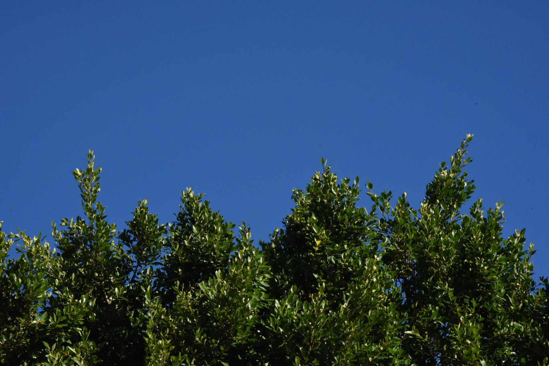 background trees sky free photo