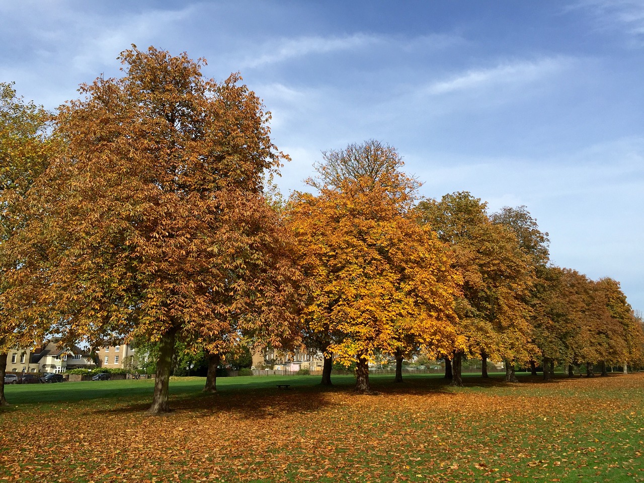 trees autumn windsor free photo