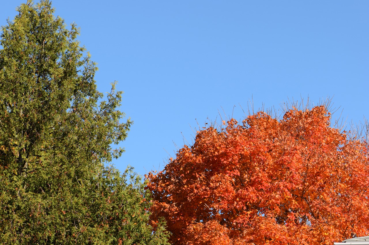 trees orange green free photo