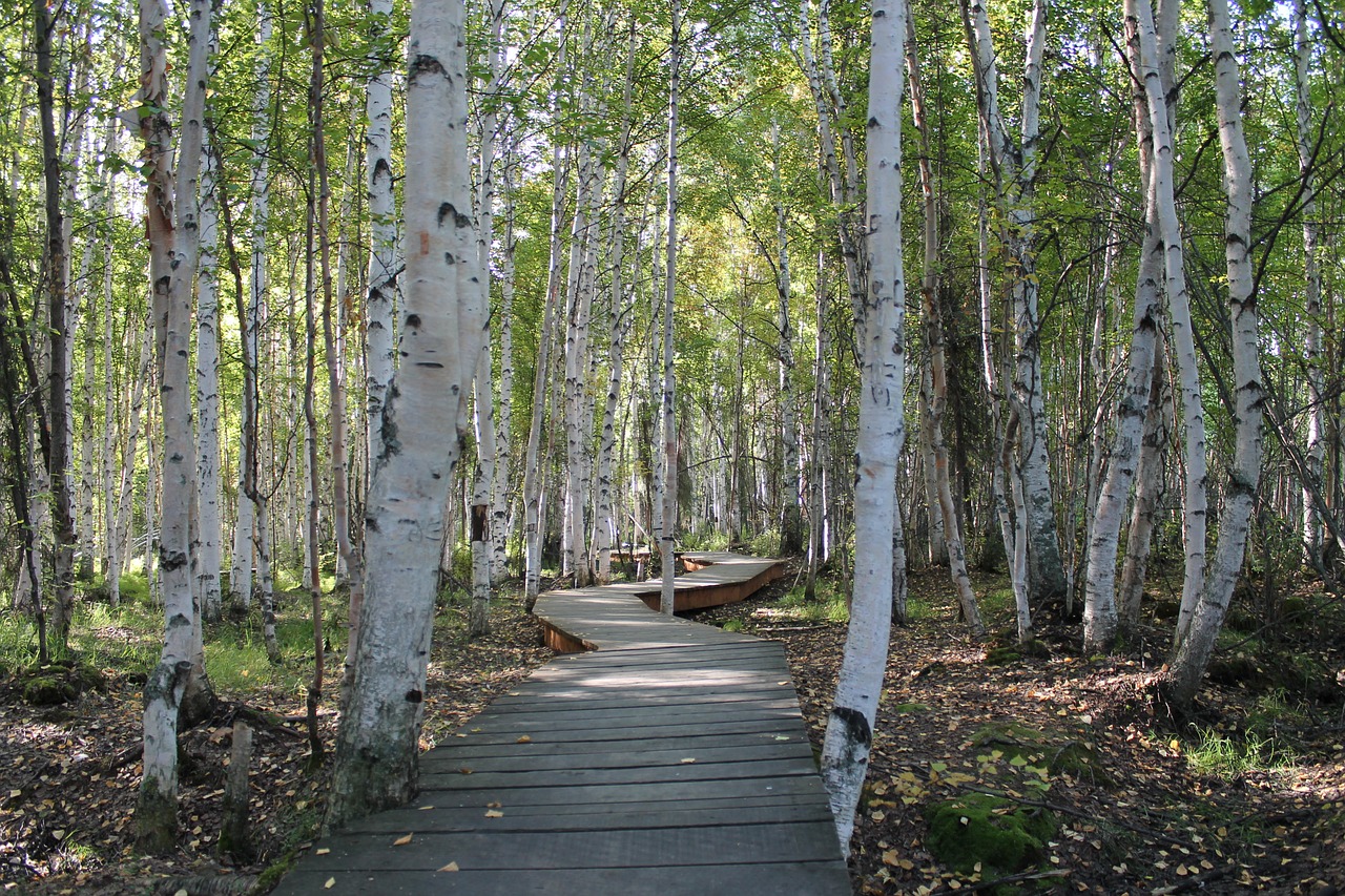 birch trees path nature free photo