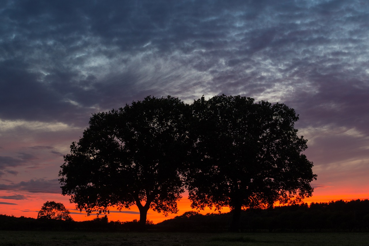 trees sky red free photo