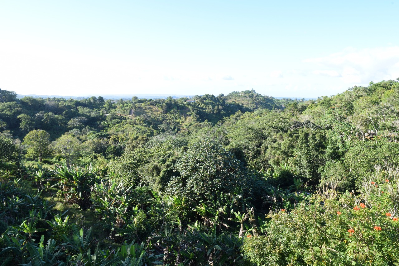 trees utuado forest free photo