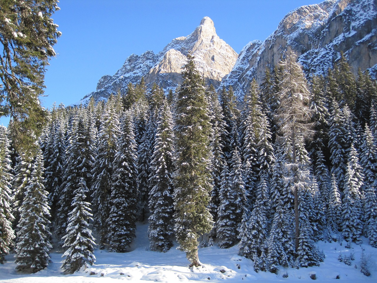 trees mountain snow free photo