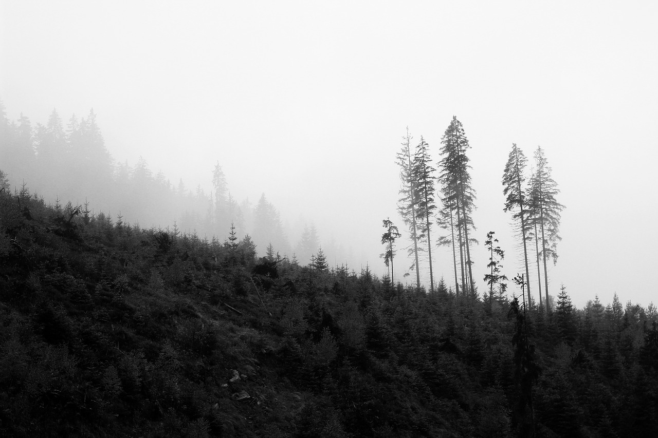 trees black white free photo